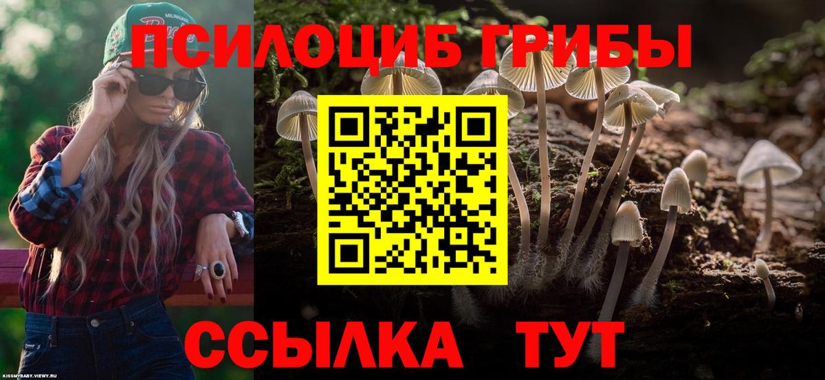 Псилоцибиновые грибы Psilocybine cubensis Курчалой